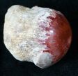 Million Year Old Polished Red Horn Coral - Utah #14858-2